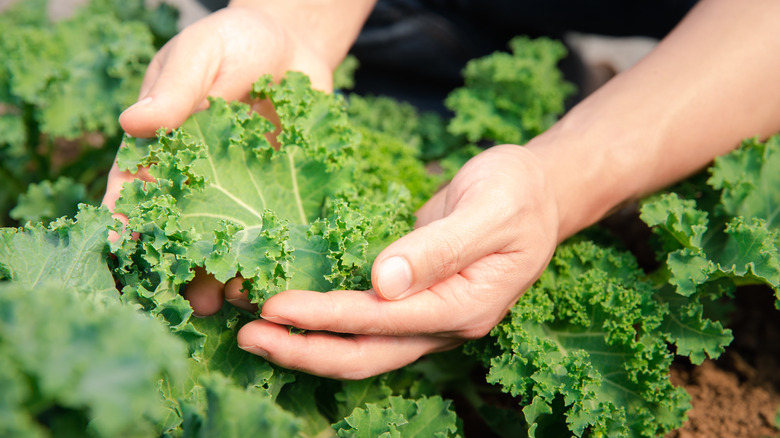 Person holding kale