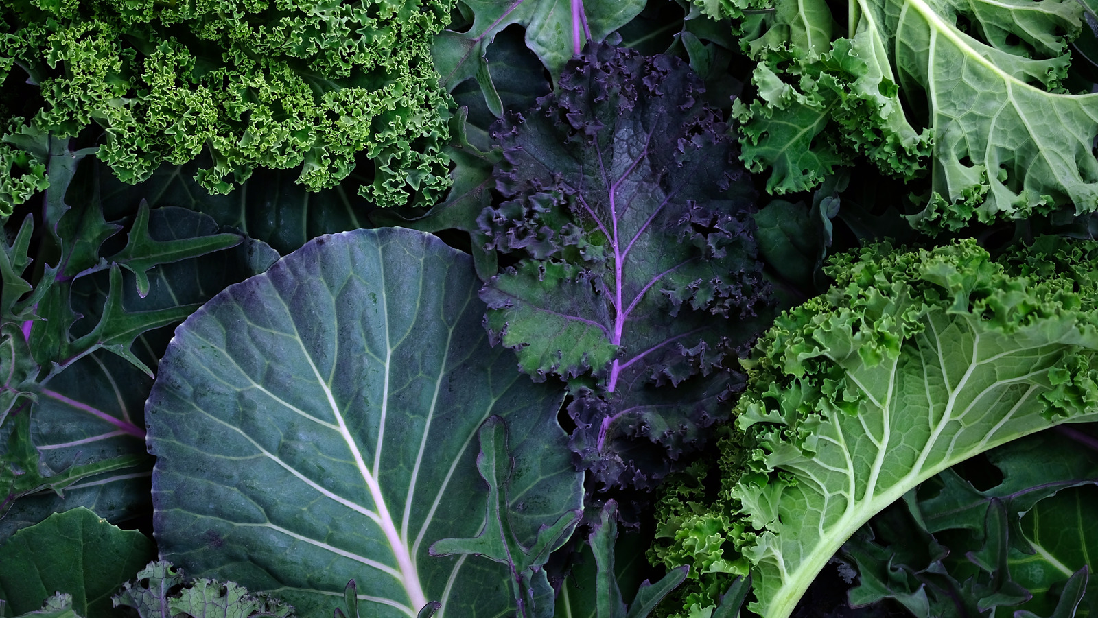 What to do with ALL THAT KALE? 5 Ideas for Using it Up + Health Benefits of  KALE! 