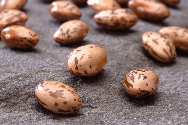 Pinto Bean Pile Kills Man (Brush, Colo.)