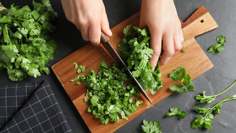 hands chopping fresh cilantro 