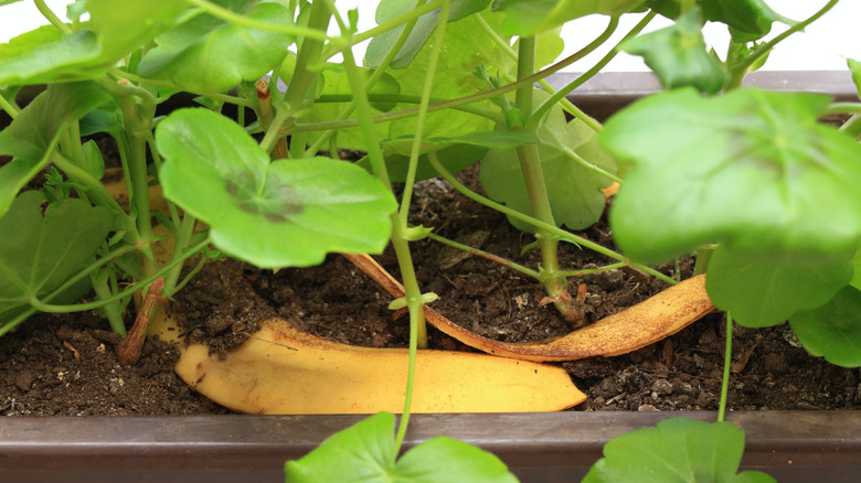 banana peels in plant soil