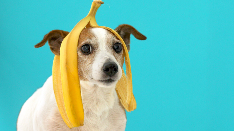 dog with banana peel on head