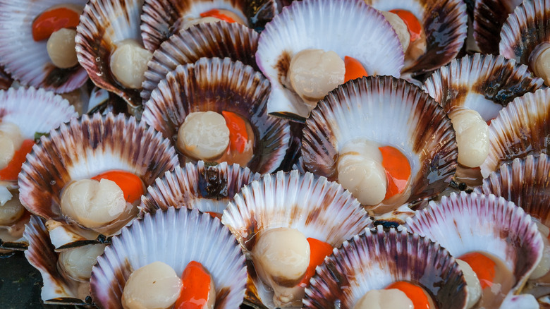 Scallops in their shells