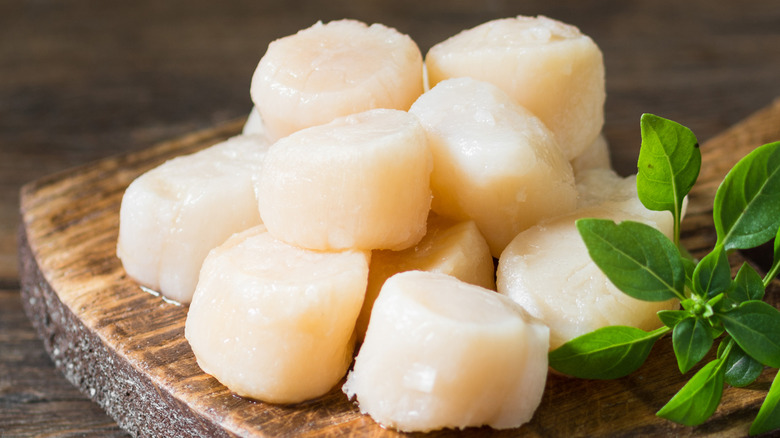 Platter of raw scallops