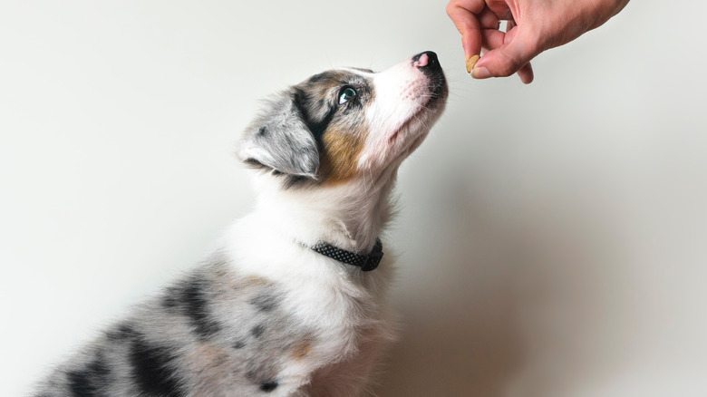 Owner giving dog a treat