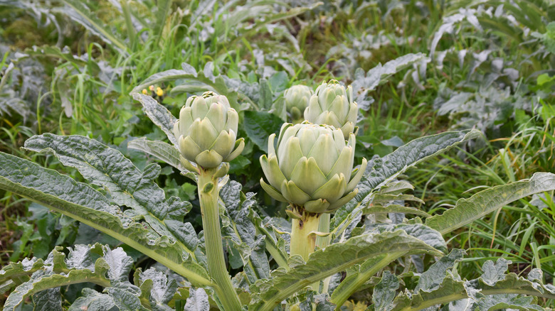 artichokes growing in a field