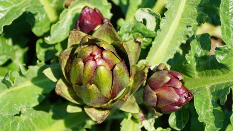 Colorado Red Star artichoke growing