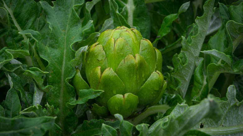 emerald artichoke with leaves