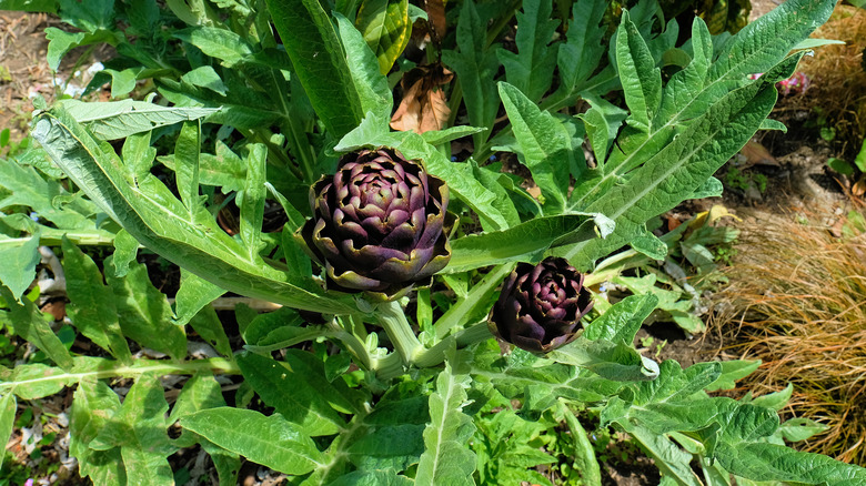 fiesole artichokes growing on plant