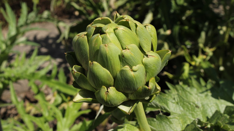 Imperial Star artichoke on plant