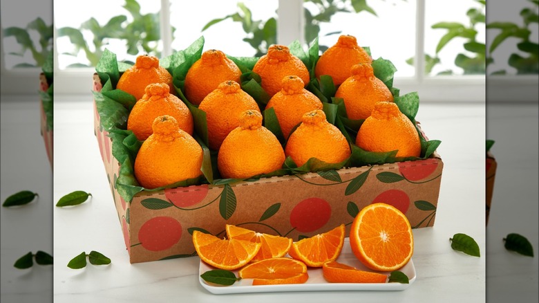 Hale Groves Honeybell oranges