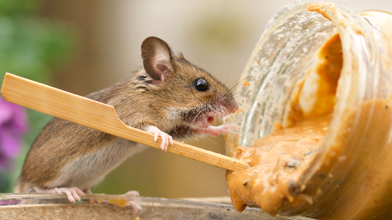 mouse eating peanut butter