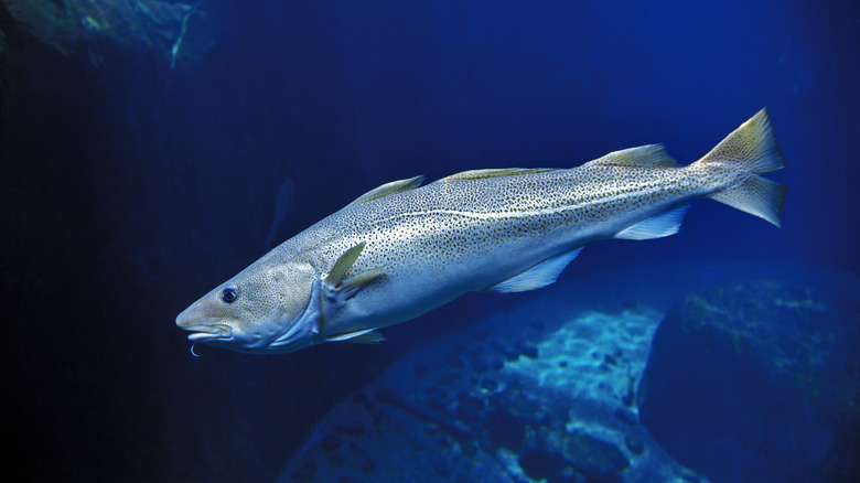 Atlantic cod swimming underwater
