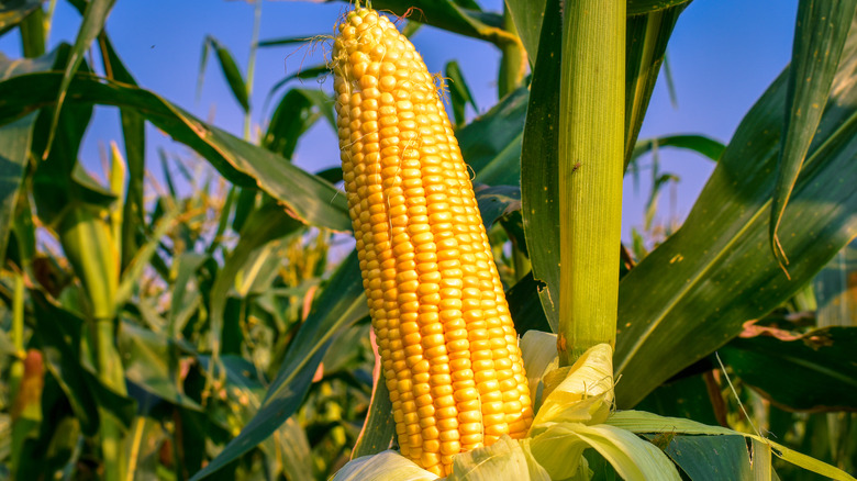 Yellow corn