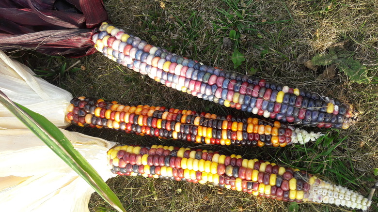 Painted mountain corn on grass