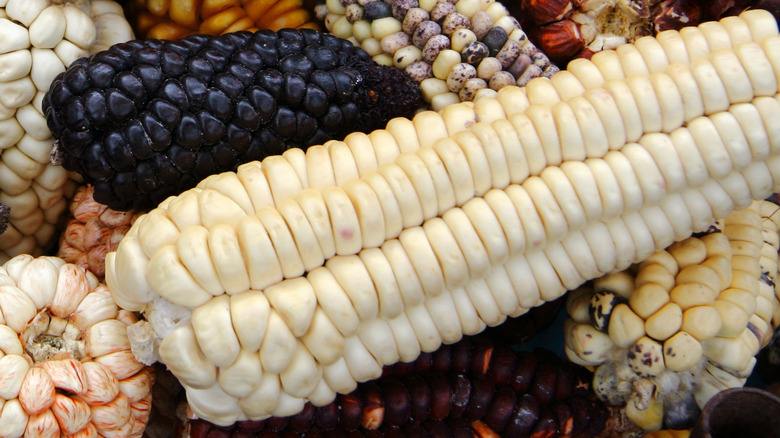 Peruvian corn in a pile