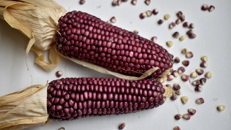 Purple waxy corn with kernels removed