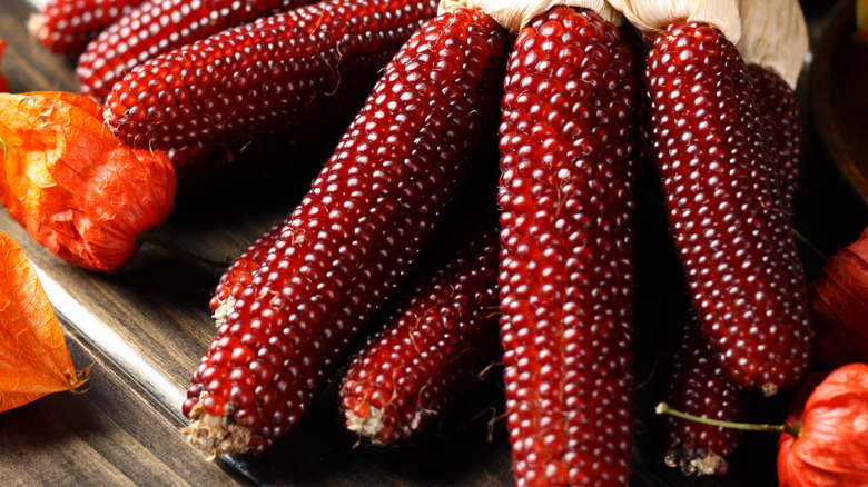 Red corn cobs