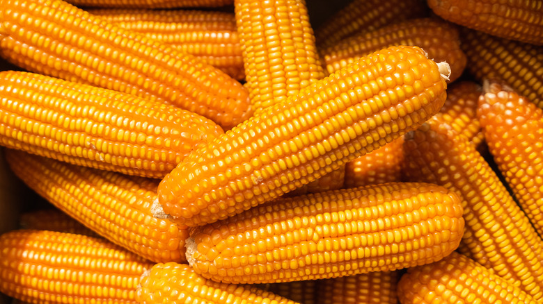 Piles of corn on the cob