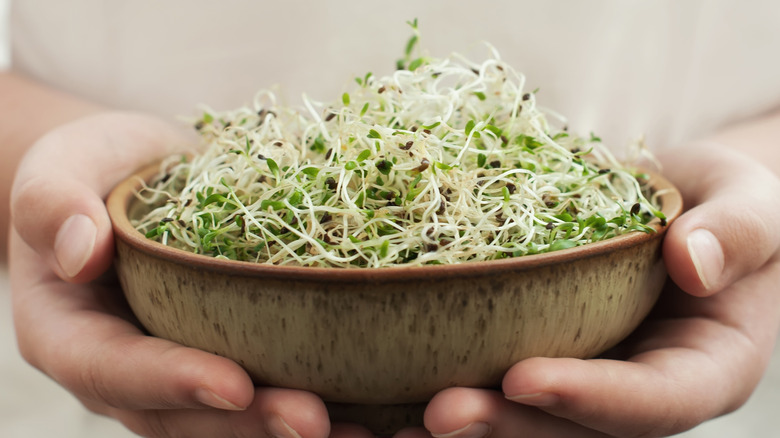 alfalfa sprouts