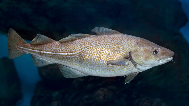 atlantic cod in ocean