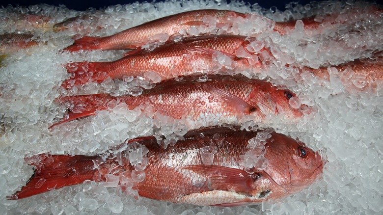 red snapper on ice