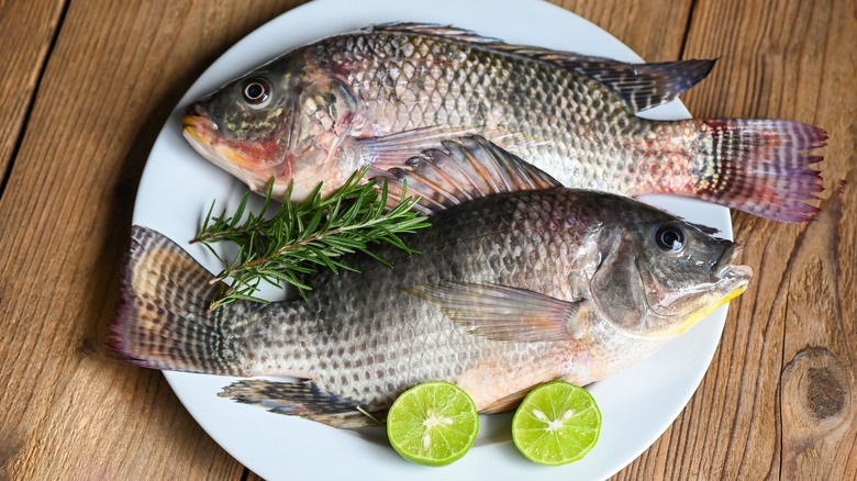 raw tilapia on plate