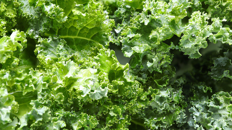 Closeup of kale leaves