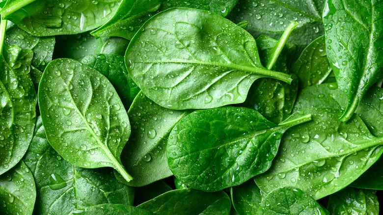 Fresh baby spinach leaves