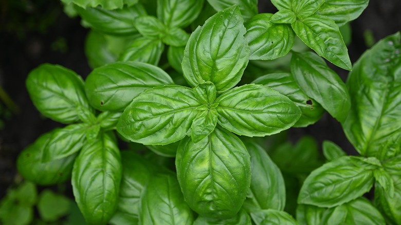 Basil leaves growing