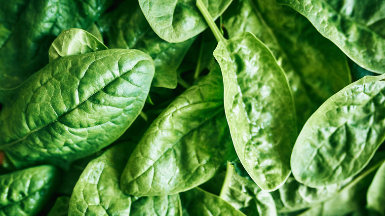 uncooked Spinach leaves