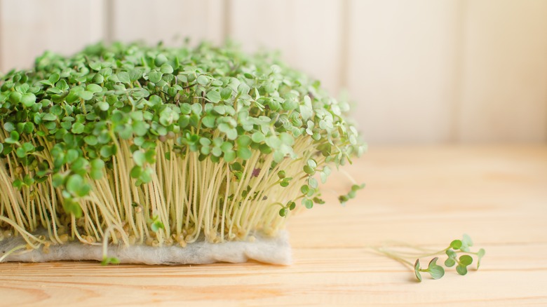 Mustard microgreens growing