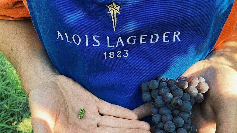 Grapes in hands