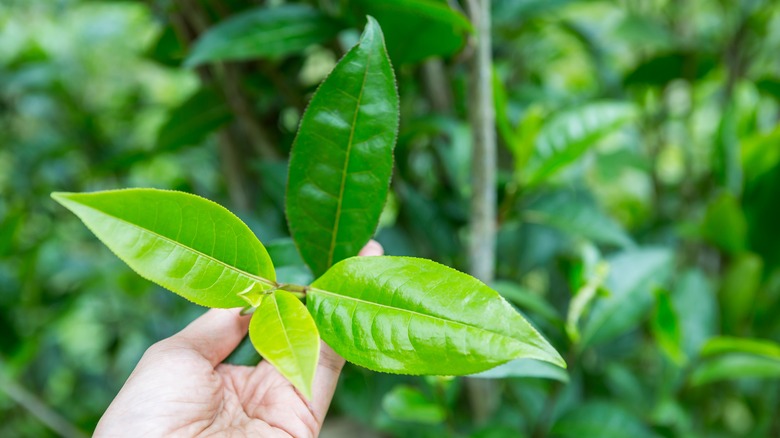 Assam tea leaves