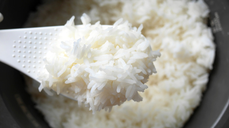 cooked white rice on spatula