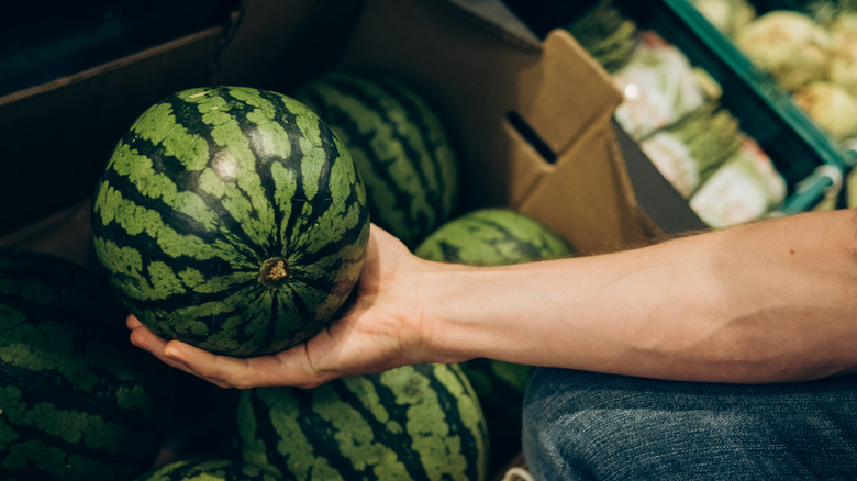 person choosing watermelon in shop