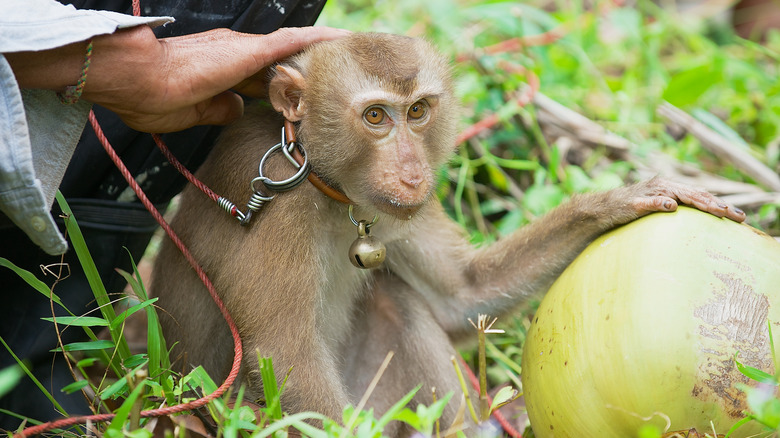 Monkey on leash with coconut