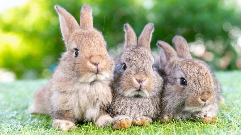 Three brown bunnies