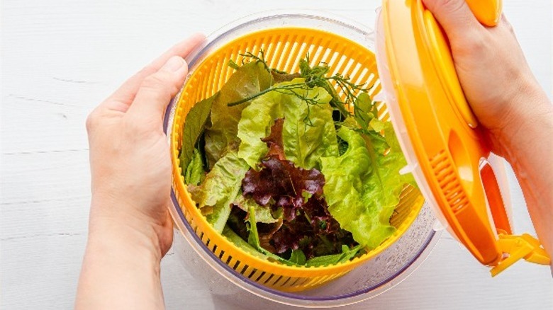 salad spinner with lettuce