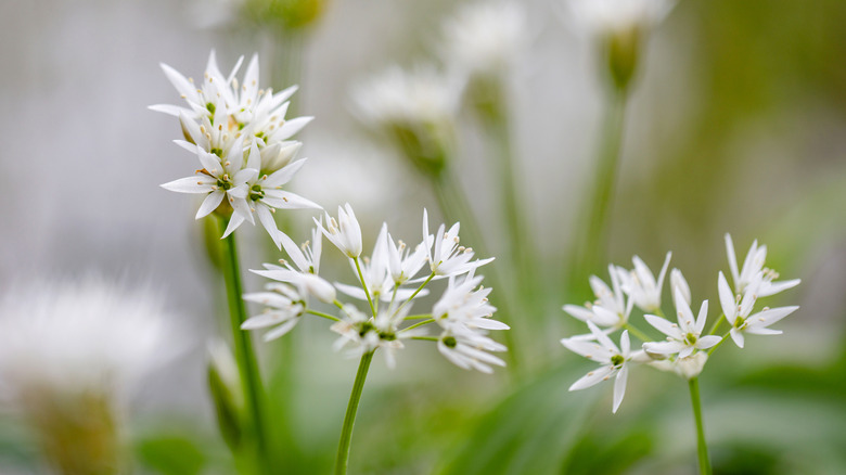 blooming wild garlic flowers