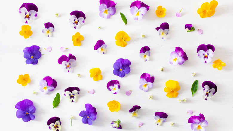 Assorted edible culinary flowers