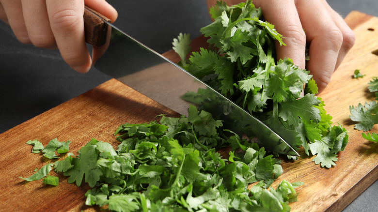 person chopping cilantro