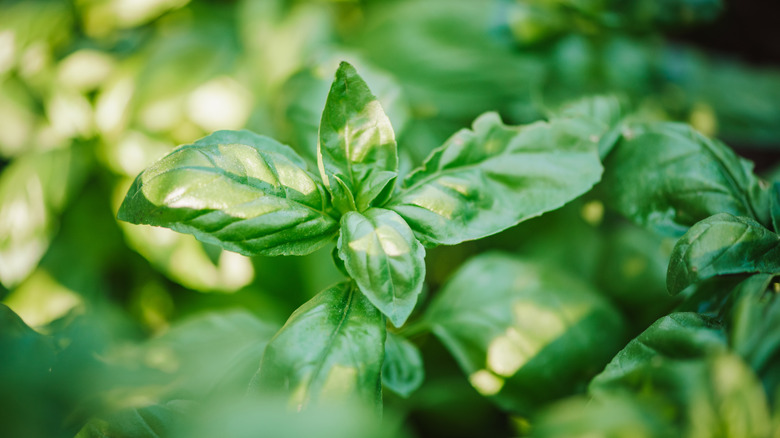 fresh basil plant