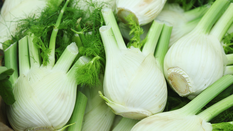 Fennel roots