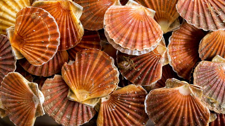 scallop shells