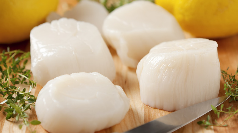 raw sea scallops