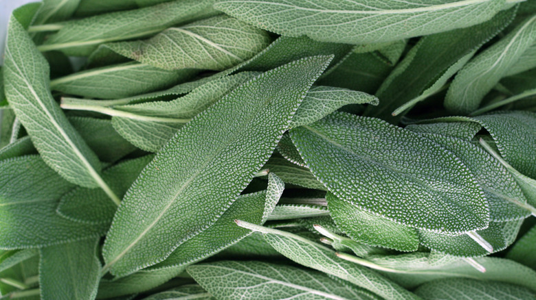 pile of sage leaves