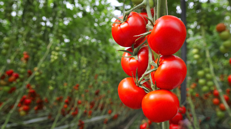 Vine ripened tomatoes