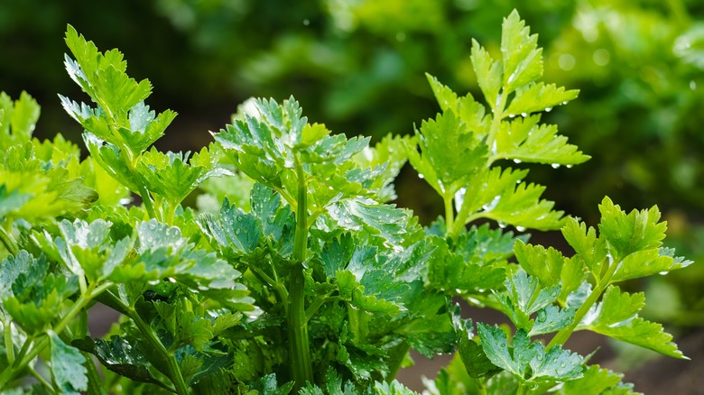 celery leaves