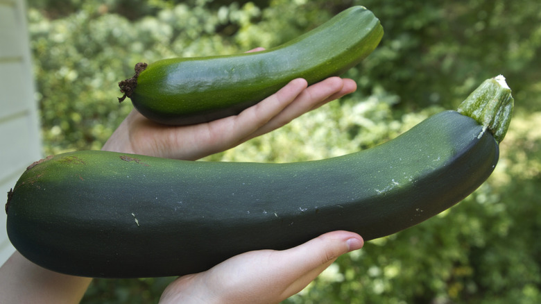 hands holding giant zucchinis